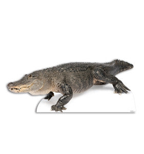 American Alligator
Lifesize Cardboard Cutout