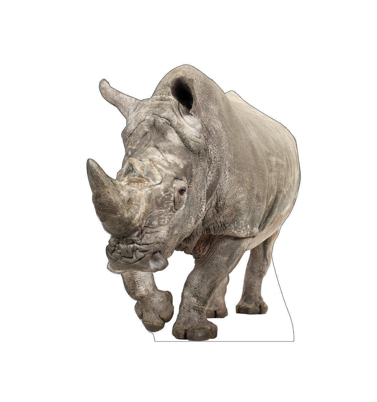 White Rhinoceros
Lifesize Cardboard Cutout