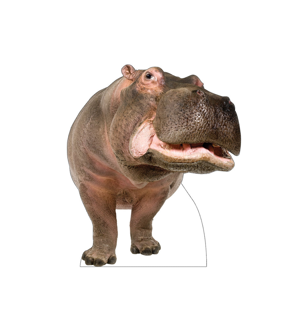 Hippopotamus
Lifesize Cardboard Cutout
