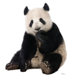 Giant Panda
Lifesize Cardboard Cutout
