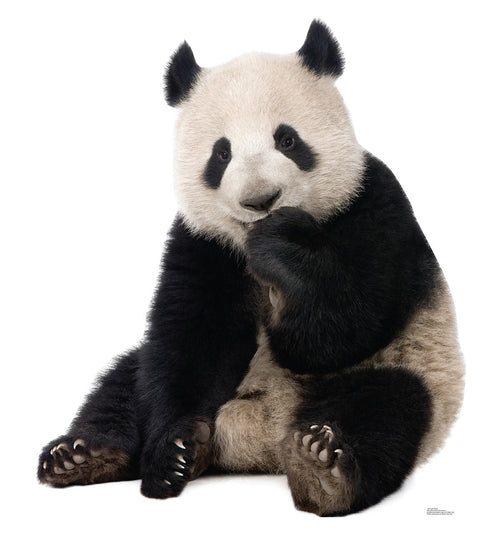 Giant Panda
Lifesize Cardboard Cutout