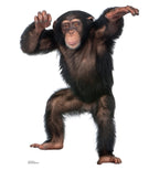 Young Chimpanzee
Lifesize Cardboard Cutout