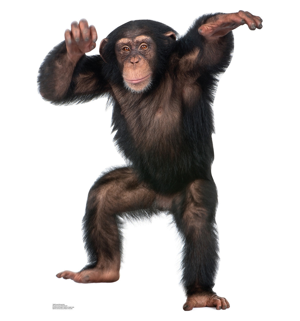 Young Chimpanzee
Lifesize Cardboard Cutout
