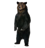 Brown Bear
Lifesize Cardboard Cutout