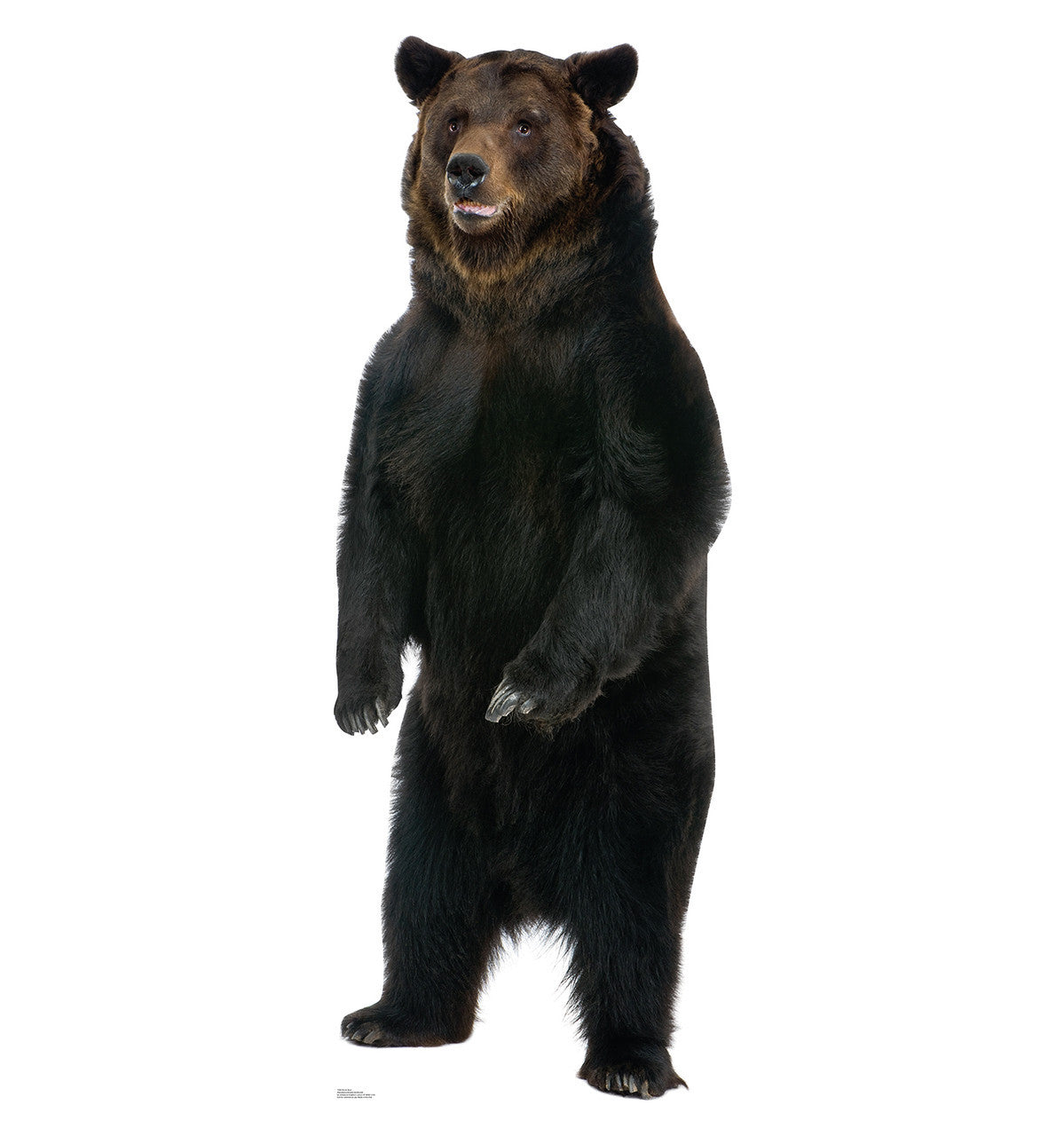 Brown Bear
Lifesize Cardboard Cutout