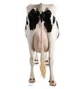 Cow's Rear Standup