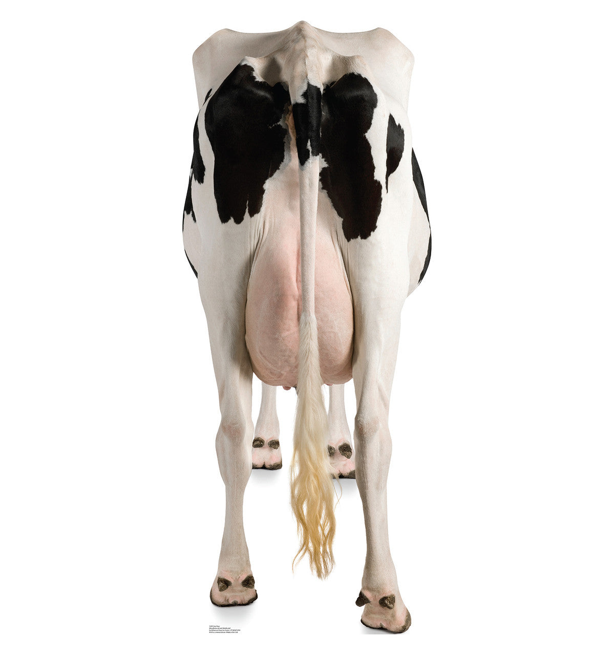 Cow's Rear Standup