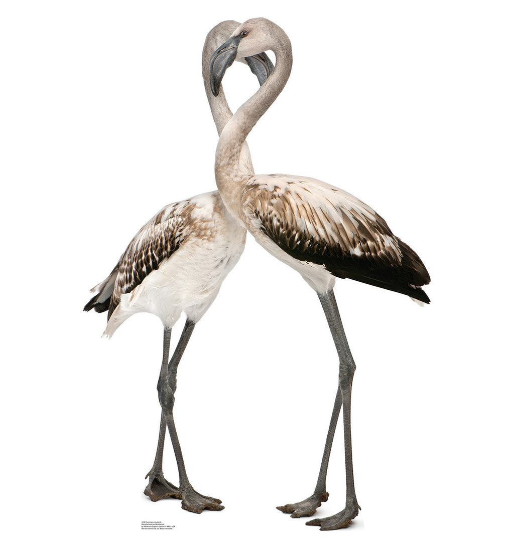 Flamingos - Love Birds
Lifesize Cardboard Cutout