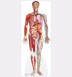 Anatomy Cross Section
Lifesize Cardboard Cutout