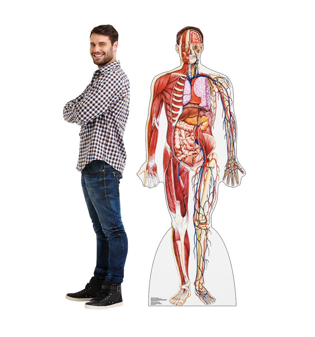 Anatomy Cross Section
Lifesize Cardboard Cutout  with Model