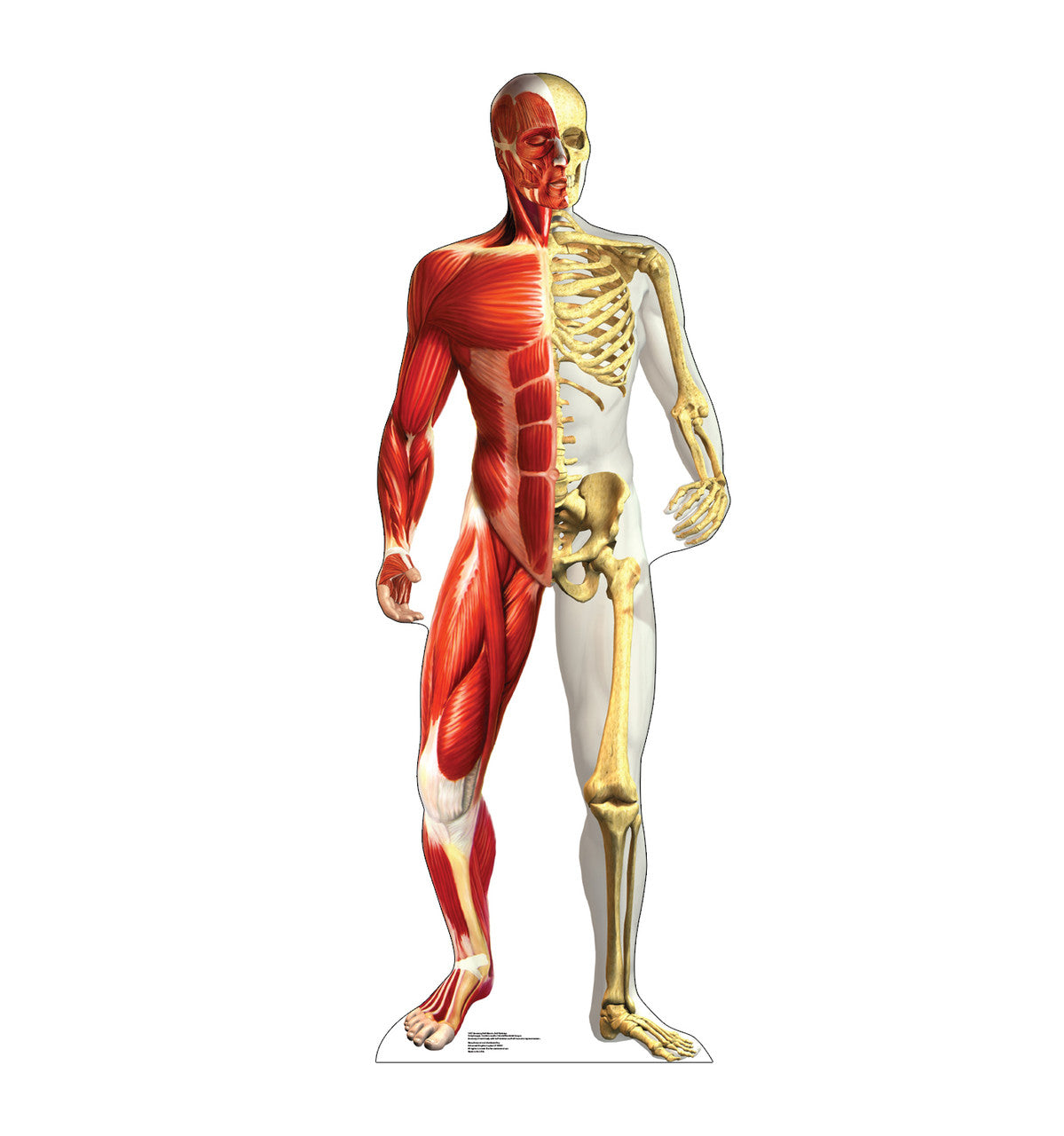 Anatomy Half Muscle Half Skeleton
Lifesize Cardboard Cutout