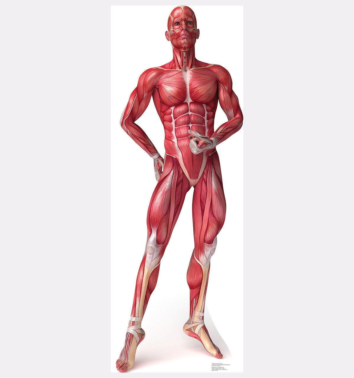 Anatomy Muscle System
Lifesize Cardboard Cutout