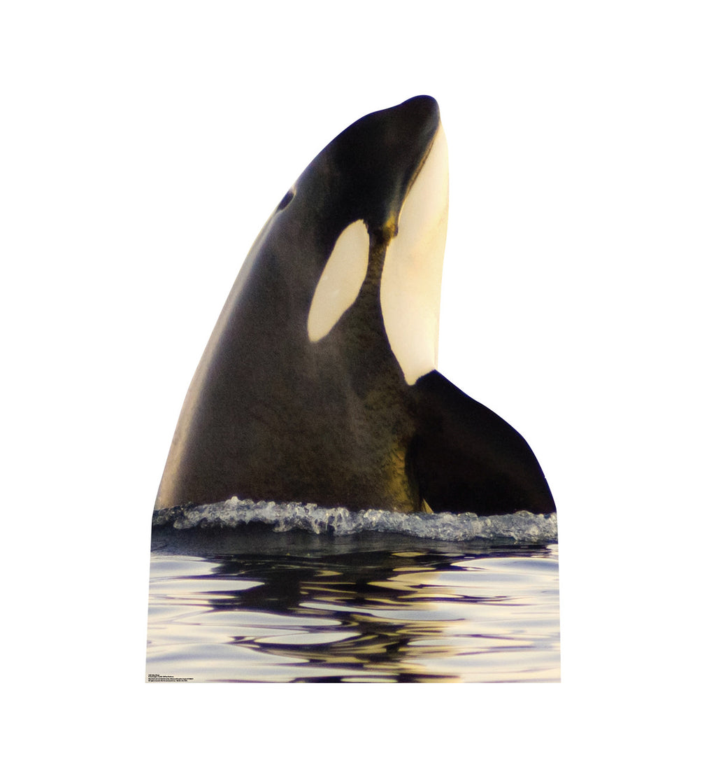 Killer Whale
 Lifesize Cardboard Cutout
