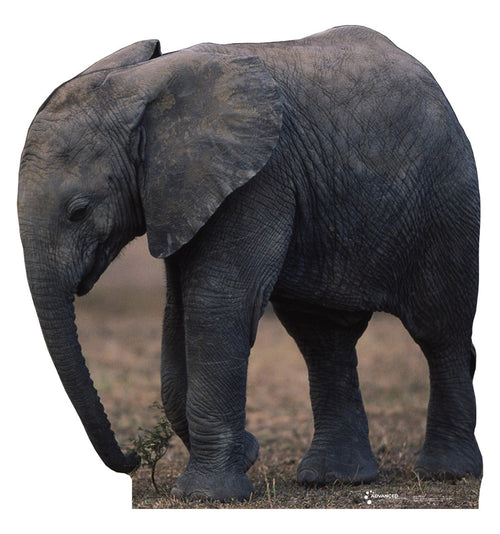 Baby Elephant Lifesize Cardboard Cutout