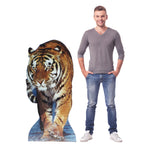 Tiger Lifesize Cardboard Cutout Dimensions
