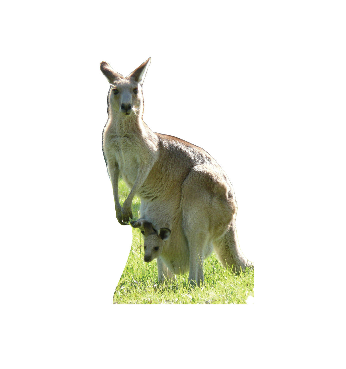 Kangaroo Lifesize Cardboard cutout