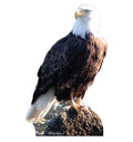 Stunning Eagle Cardboard Cutout
