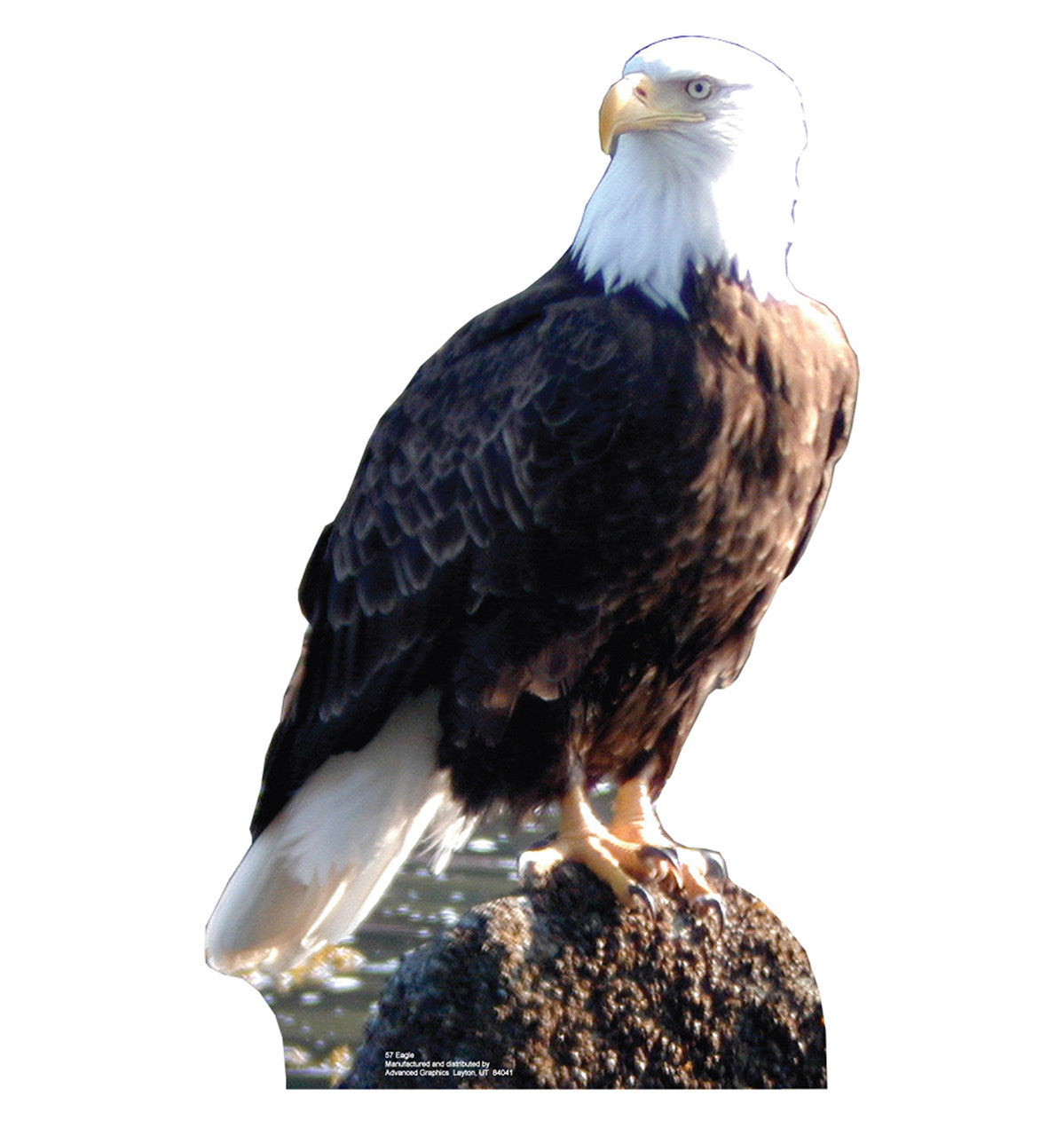 Stunning Eagle Cardboard Cutout