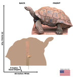 Tortoise Lifesize Cardboard Cutout Dimensions