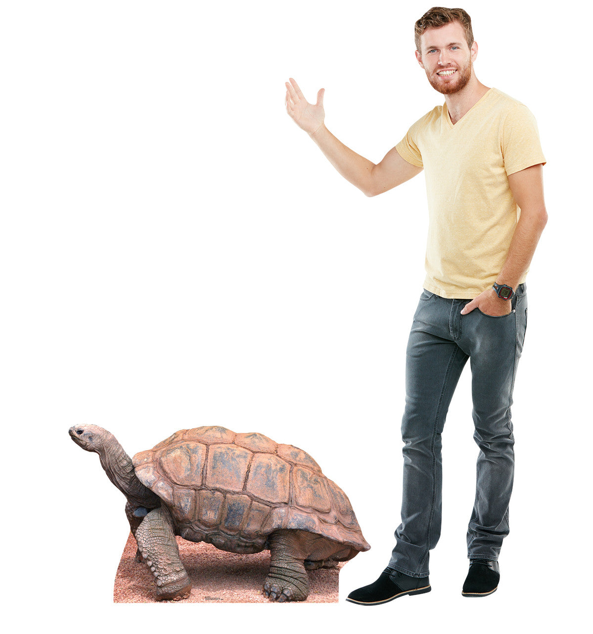 Tortoise Lifesize cardboard cutout with model