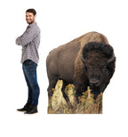 Bison Lifesize Cardboard cutout with model