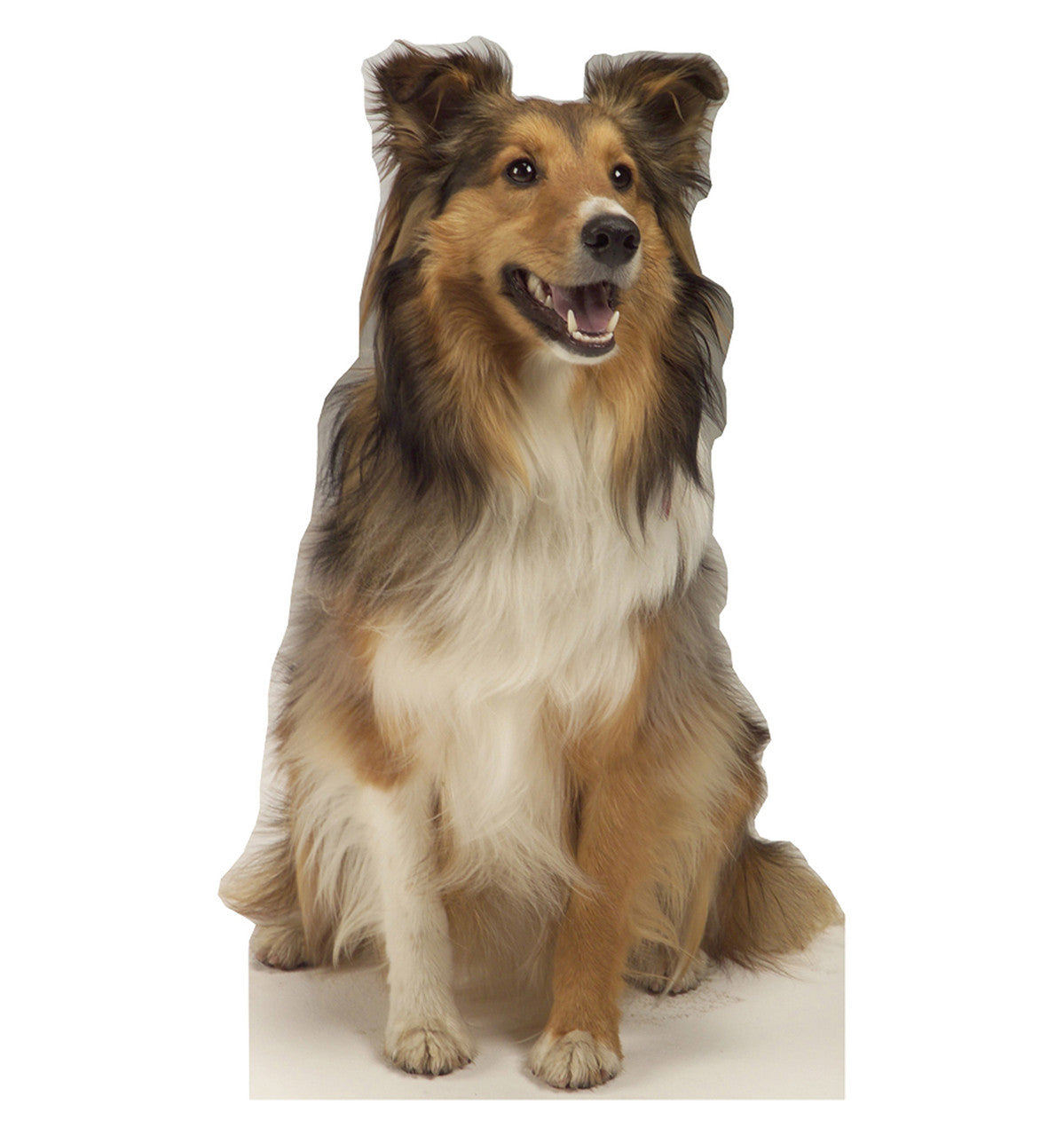 Collie Cardboard Cutout