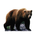 Grizzly Bear Lifesize Cardboard Cutout
