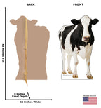 Holstein Cow Lifesize Cardboard Cutout Dimensions