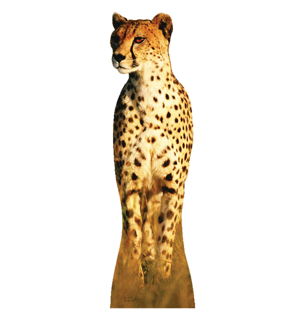 Cheetah Lifesize Cardboard Cutout