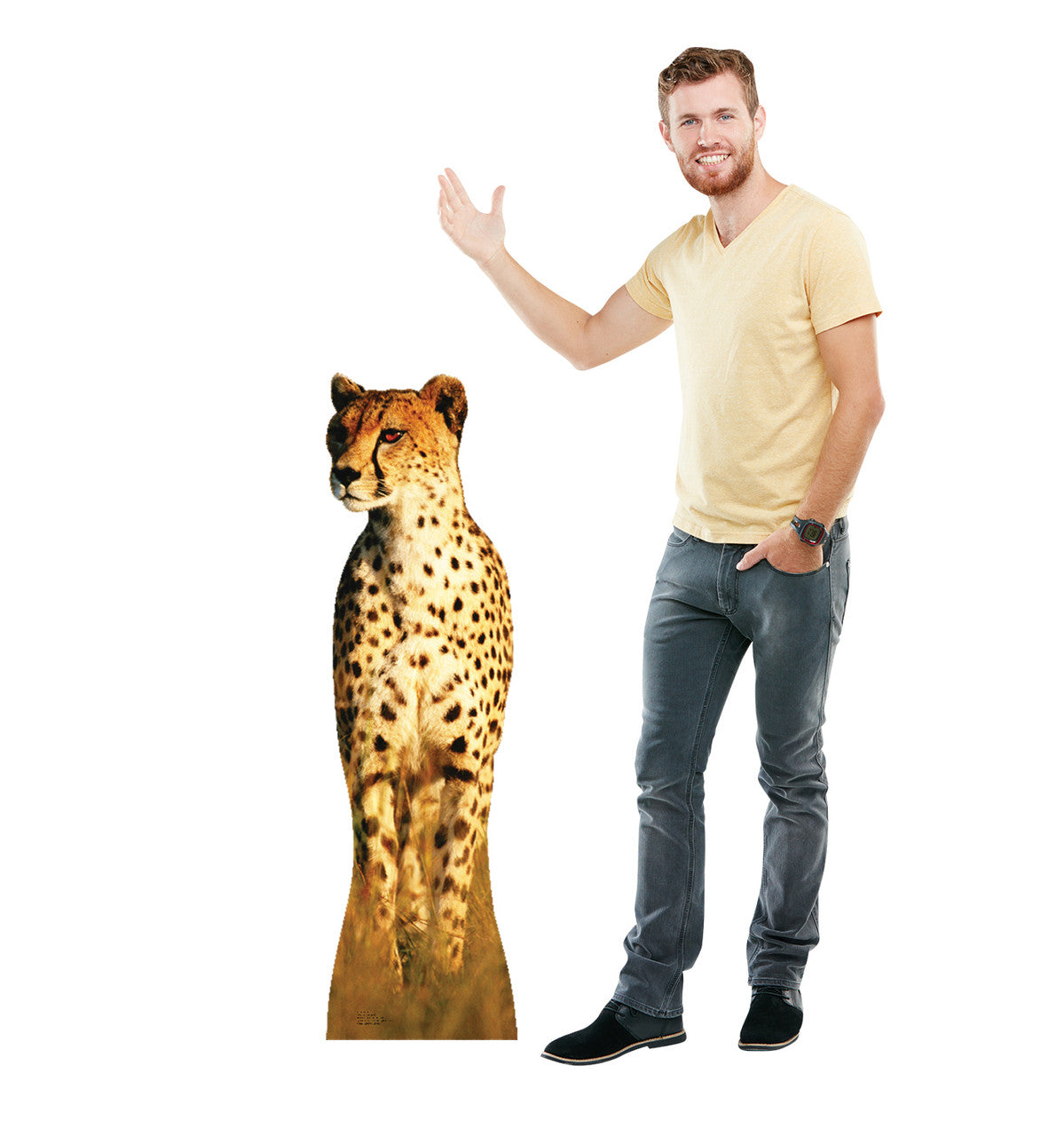 Cheetah Lifesize Cardboard Cutout with model