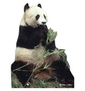 Panda Lifesize Cardboad Cutout