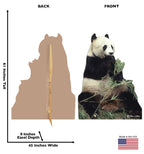 Panda Lifesize Cardboad Cutout Dimensions