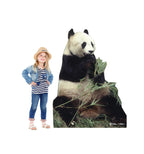 Panda Lifesize Cardboad Cutout  with Model