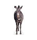 Zebra Lifesize Cardboard Cutout