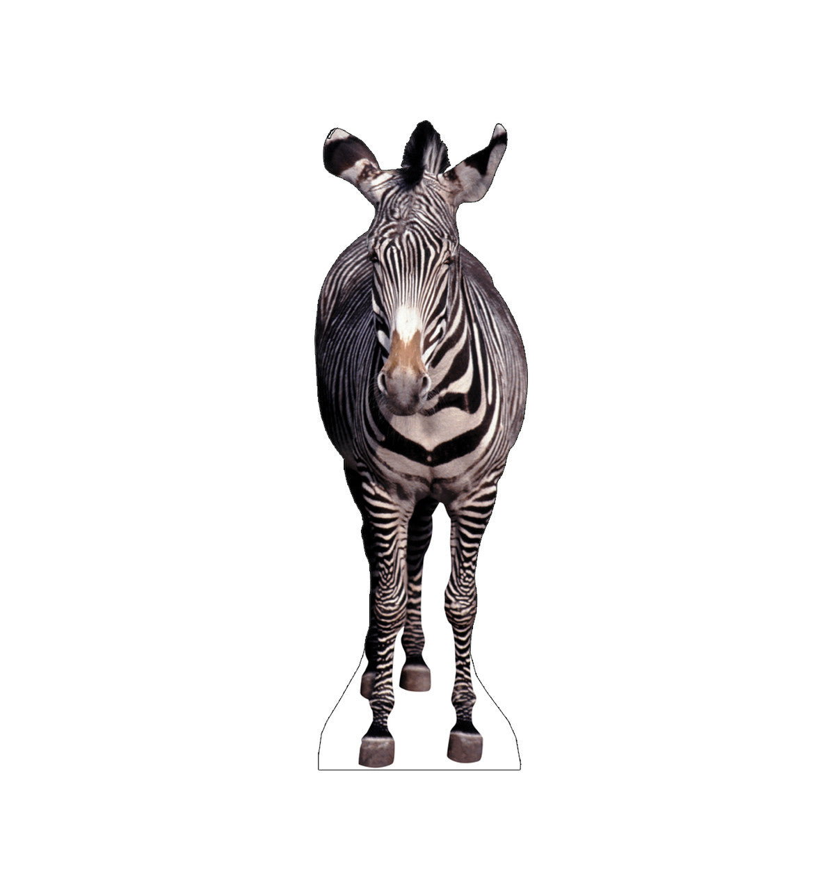 Zebra Lifesize Cardboard Cutout