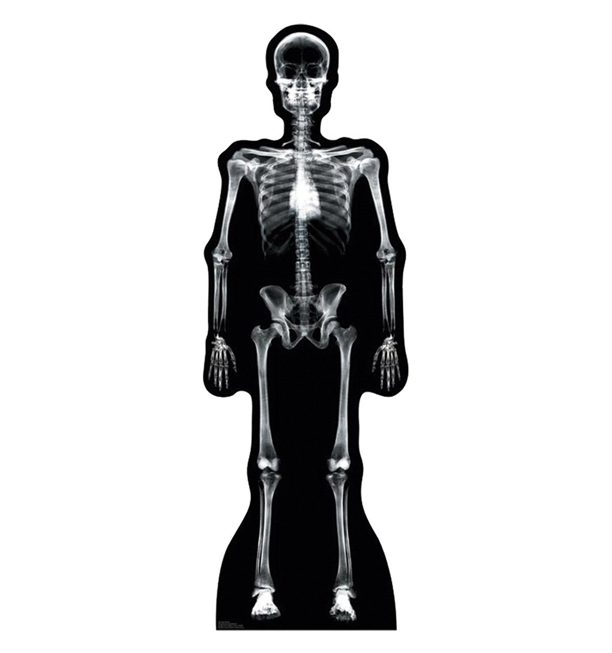 X-Ray Skeleton
Lifesize Cardboard Cutout
